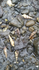 Ophiodermella inermis