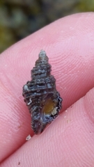 Paciocinebrina interfossa