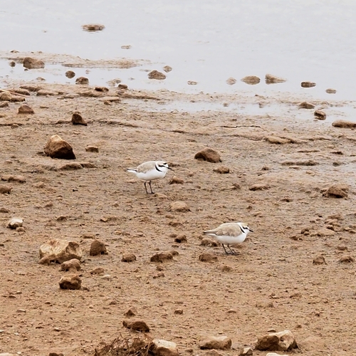 Snowy Plover