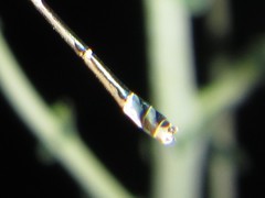 Austroagrion exclamationis