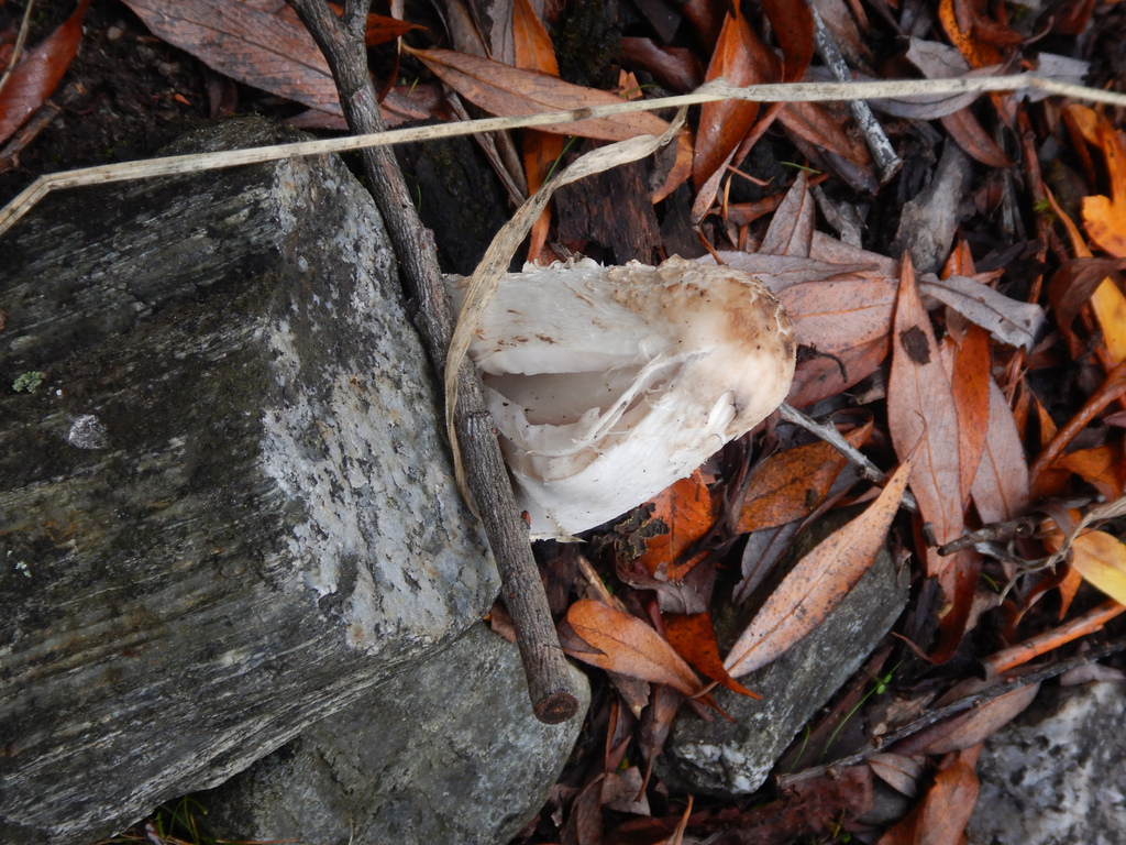 Coprinus comatus · April 2025 · photo: © jon_sullivan (iNaturalist, cc-by)