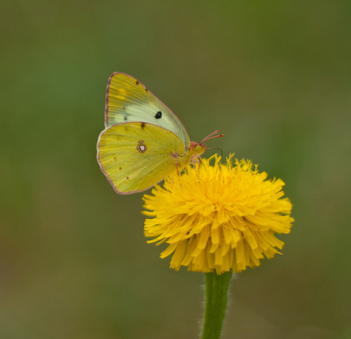 Pale Clouded Yellow