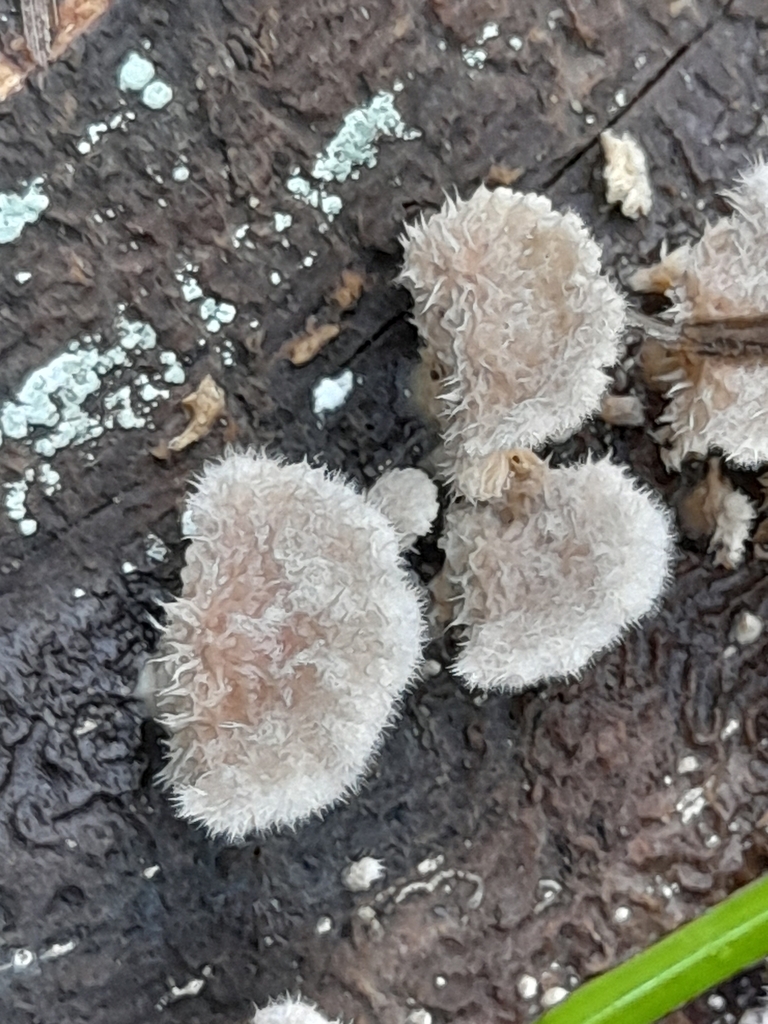 Schizophyllum commune · April 2025 · photo: © mphnz (iNaturalist, cc0)