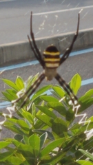 Argiope amoena