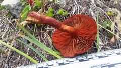 Cortinarius rufosanguineus
