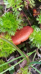 Cortinarius rufosanguineus