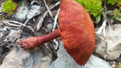 Cortinarius rufosanguineus