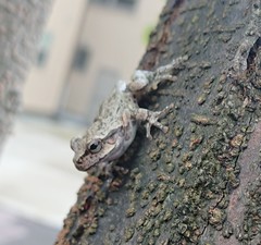 Hyla japonica