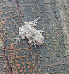 Hyla japonica
