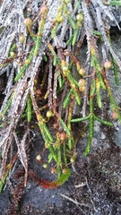 Cassiope lycopodioides