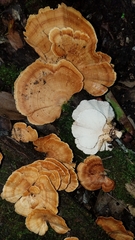 Flabellophora