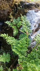 Cryptogramma sitchensis