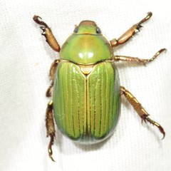 Chrysina lecontei