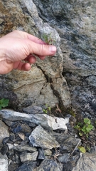 Festuca viviparoidea