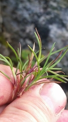 Festuca viviparoidea