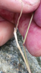 Festuca viviparoidea