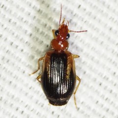 Lebia scapula