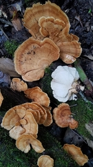 Flabellophora