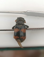 Nicrophorus interruptus
