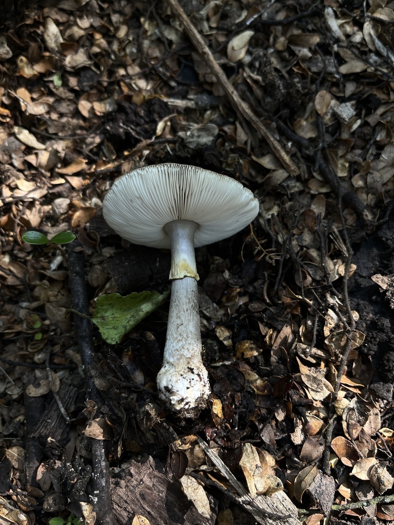Amanita nothofagi · March 2025 · photo: © oqt (iNaturalist, cc-by)