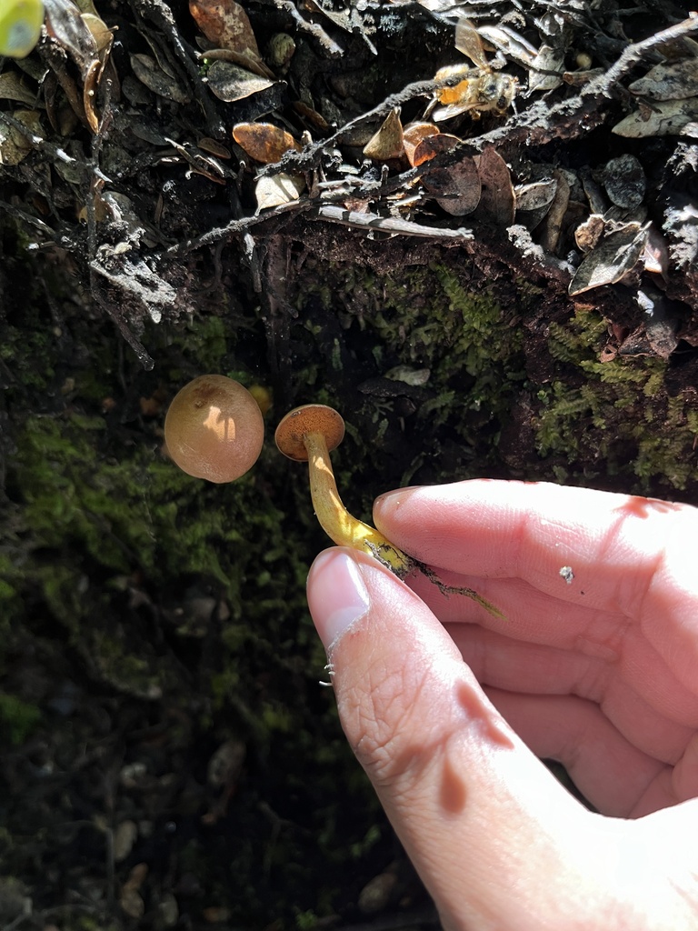 Chalciporus piperatus · March 2025 · photo: © oqt (iNaturalist, cc-by)