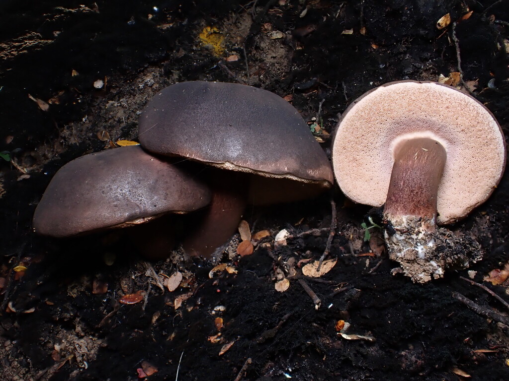 Tylopilus formosus · March 2025 · photo: © oqt (iNaturalist, cc-by)