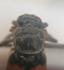 Nicrophorus interruptus