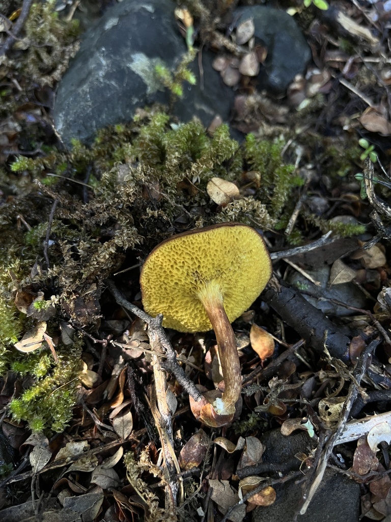 Xerocomus squamulosus