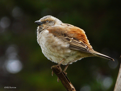 Passer rufocinctus