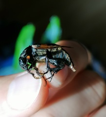 Nicrophorus interruptus
