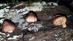 Lycoperdon fuligineum