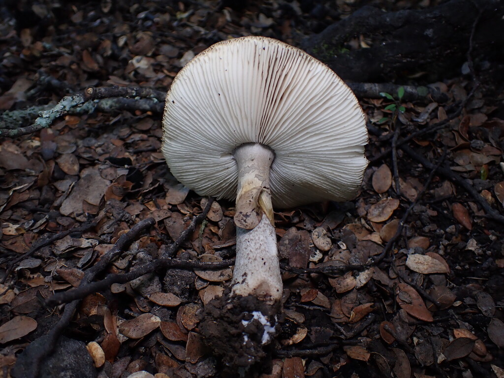 Amanita nothofagi · March 2025 · photo: © oqt (iNaturalist, cc-by)