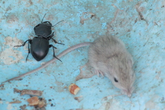 Chaetodipus