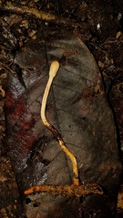 Paraisaria gracilioides