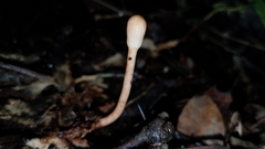 Paraisaria gracilioides