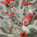 Cladonia floerkeana - Photo (c) Nicola van Berkel, μερικά δικαιώματα διατηρούνται (CC BY-SA), uploaded by Nicola van Berkel