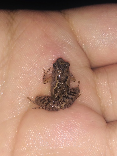 Tubercled Pygmy Frog