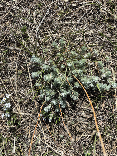 iNaturalist observation 2025-04-19