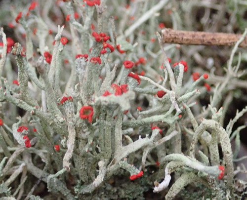 Gritty British soldiers lichen