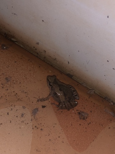 Mukhlesur's Narrow-mouthed Frog