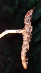 Paraisaria gracilioides
