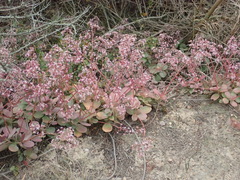 Crassula multicava multicava