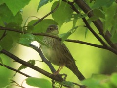 Locustella lanceolata