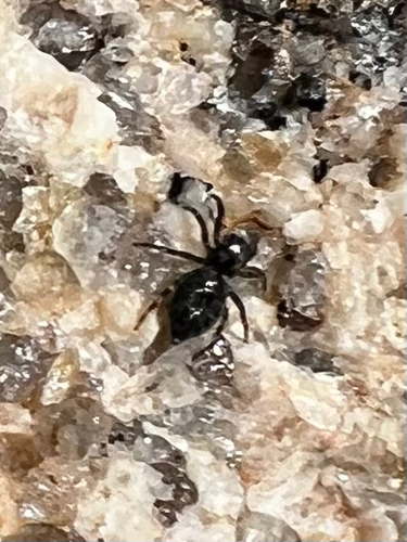 Jumping spider (Hakka himeshimensis) photo 5
