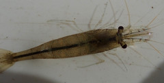Caridina