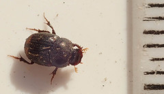 Onthophagus vinctus