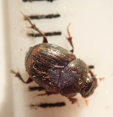 Onthophagus vinctus