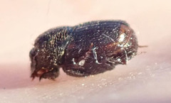 Onthophagus vinctus