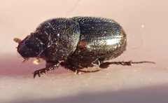 Onthophagus vinctus