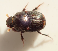 Onthophagus vinctus